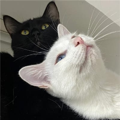 فاطمہ زہرا avatar