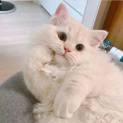 جانت مرزا avatar